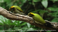 Chrysophlegma flavinucha