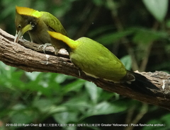 Chrysophlegma flavinucha