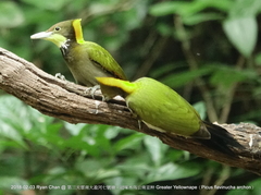 Chrysophlegma flavinucha