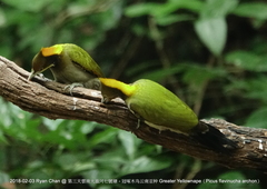 Chrysophlegma flavinucha