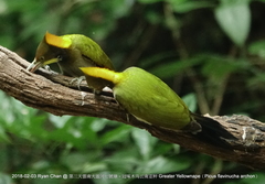 Chrysophlegma flavinucha