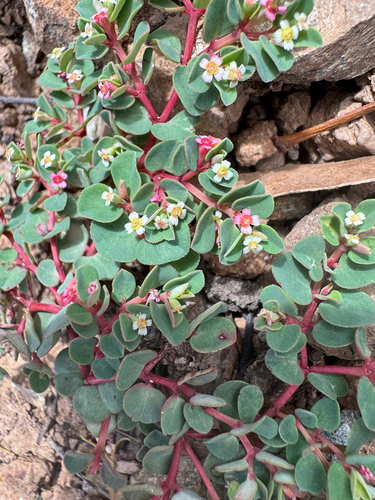Euphorbia ophiolitica