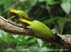 Chrysophlegma flavinucha