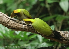 Chrysophlegma flavinucha