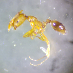 Monomorium pharaonis