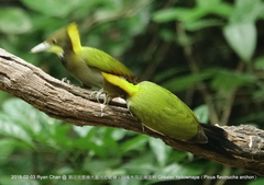 Chrysophlegma flavinucha