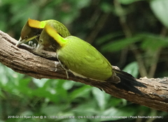 Chrysophlegma flavinucha