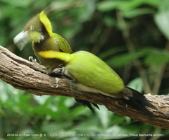 Chrysophlegma flavinucha