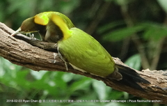 Chrysophlegma flavinucha