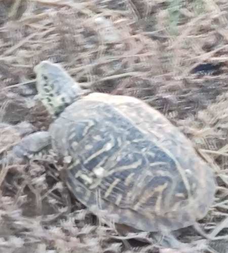 Ornate Box Turtle observed by sardinemachine
