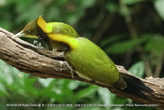 Chrysophlegma flavinucha