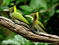 Chrysophlegma flavinucha