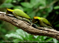 Chrysophlegma flavinucha