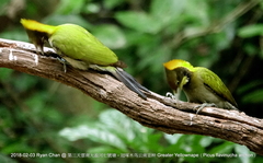 Chrysophlegma flavinucha