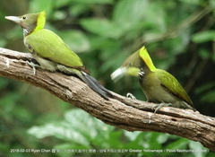 Chrysophlegma flavinucha