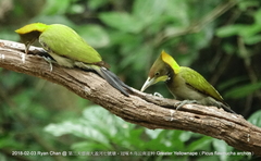 Chrysophlegma flavinucha