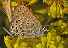 Satyrium behrii