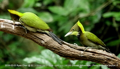 Chrysophlegma flavinucha