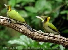 Chrysophlegma flavinucha