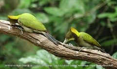 Chrysophlegma flavinucha