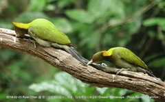 Chrysophlegma flavinucha