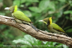 Chrysophlegma flavinucha