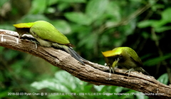 Chrysophlegma flavinucha