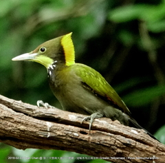 Chrysophlegma flavinucha