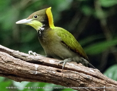 Chrysophlegma flavinucha