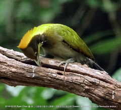 Chrysophlegma flavinucha
