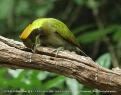 Chrysophlegma flavinucha