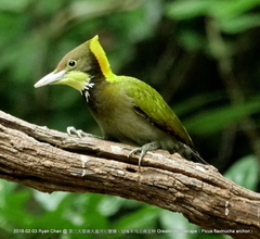 Chrysophlegma flavinucha