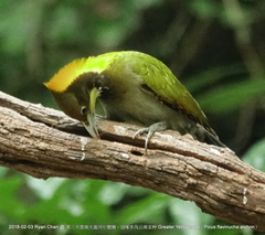 Chrysophlegma flavinucha