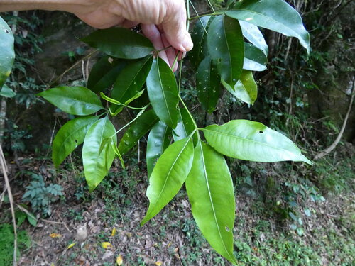 little evodia (Melicope rubra)