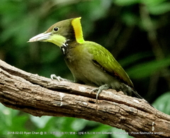 Chrysophlegma flavinucha