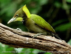 Chrysophlegma flavinucha