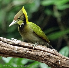 Chrysophlegma flavinucha