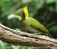 Chrysophlegma flavinucha