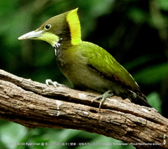 Chrysophlegma flavinucha