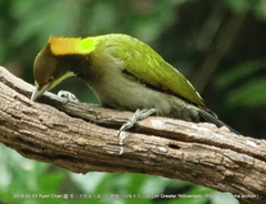 Chrysophlegma flavinucha