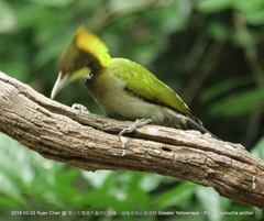 Chrysophlegma flavinucha