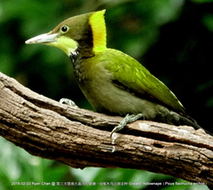 Chrysophlegma flavinucha