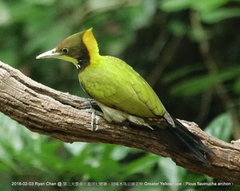 Chrysophlegma flavinucha