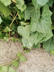 Hedera helix