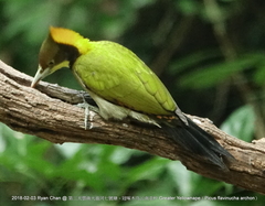 Chrysophlegma flavinucha