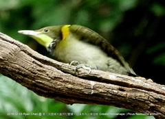 Chrysophlegma flavinucha