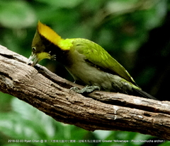 Chrysophlegma flavinucha