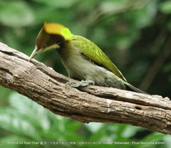 Chrysophlegma flavinucha