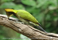 Chrysophlegma flavinucha