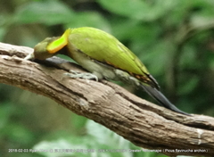 Chrysophlegma flavinucha